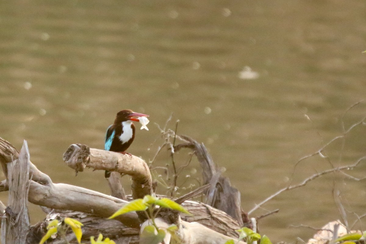 White-throated Kingfisher - ML632310109