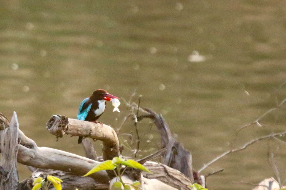 White-throated Kingfisher - ML632310110