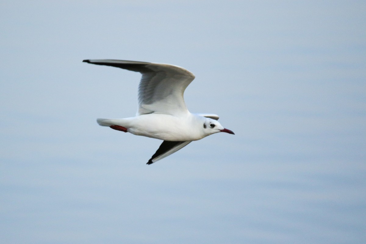 Brown-headed Gull - ML632310112