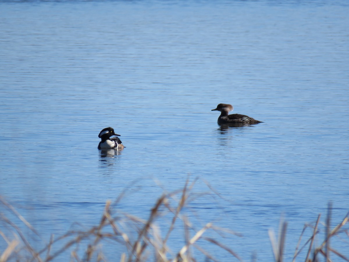 Hooded Merganser - ML632310142