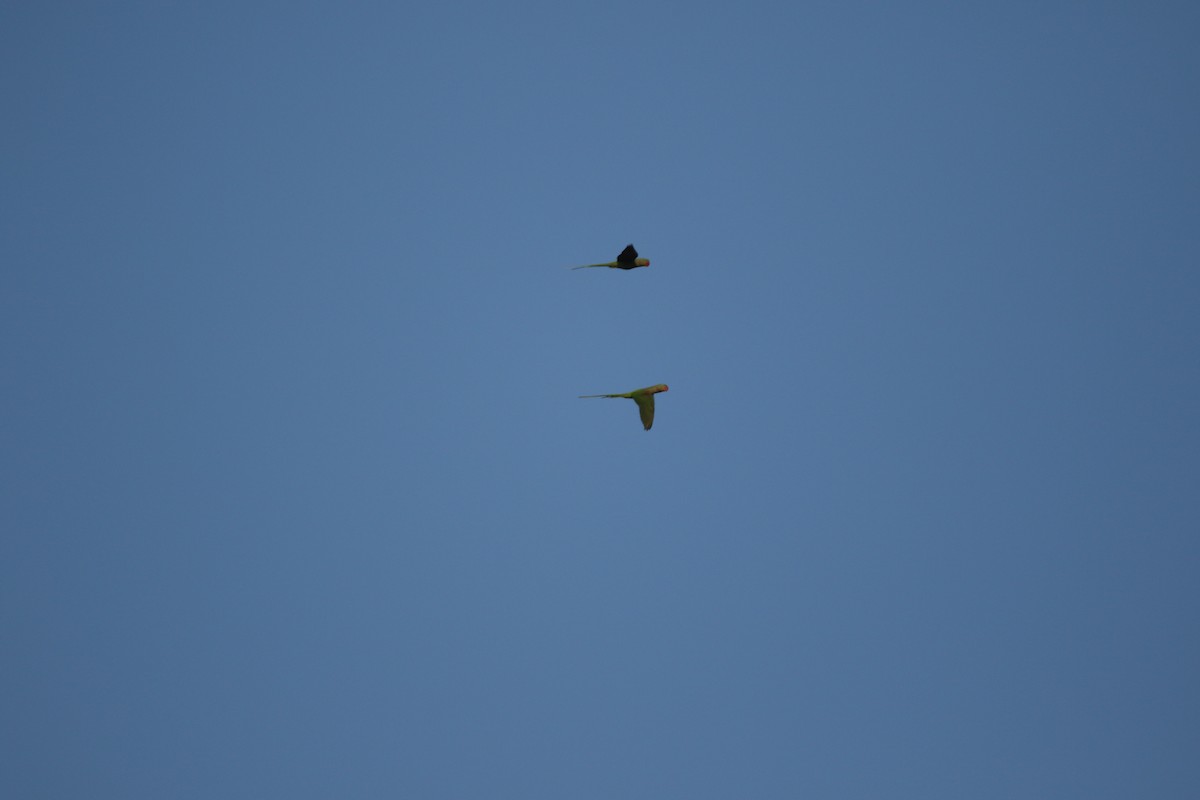 Alexandrine Parakeet - ML632310149