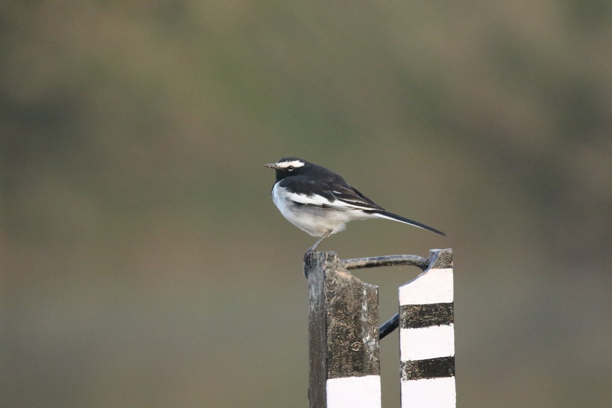 White-browed Wagtail - ML632310152