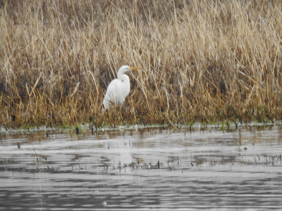 Great Egret - ML632310194