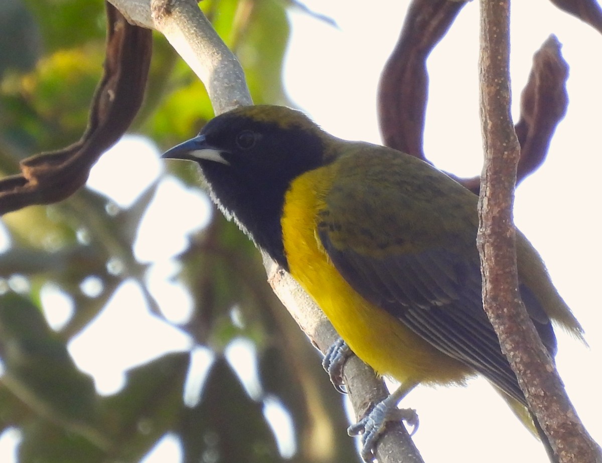 Bar-winged Oriole - ML632310198