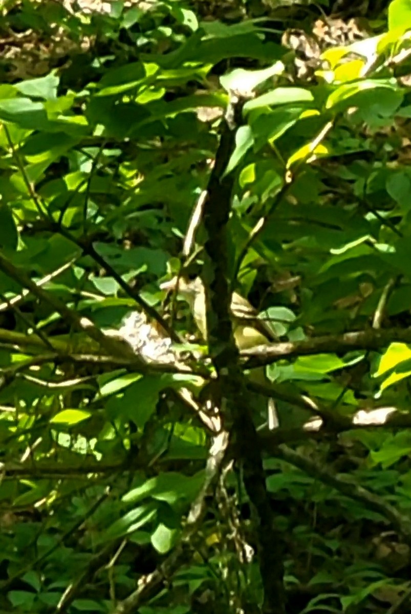 Acadian Flycatcher - ML632310213