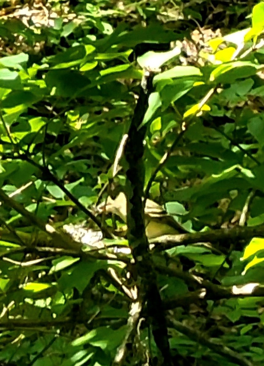 Acadian Flycatcher - ML632310215