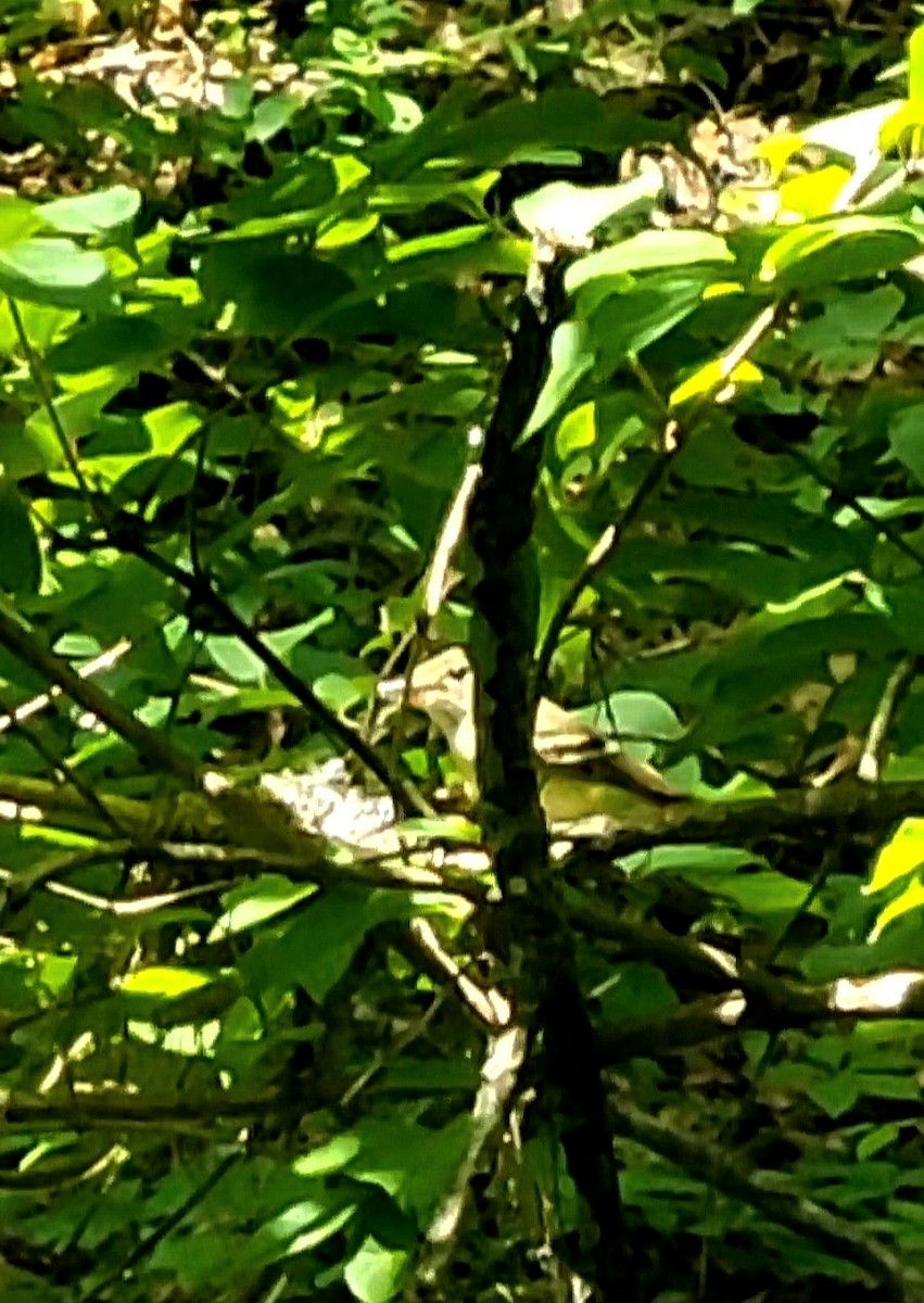 Acadian Flycatcher - ML632310216