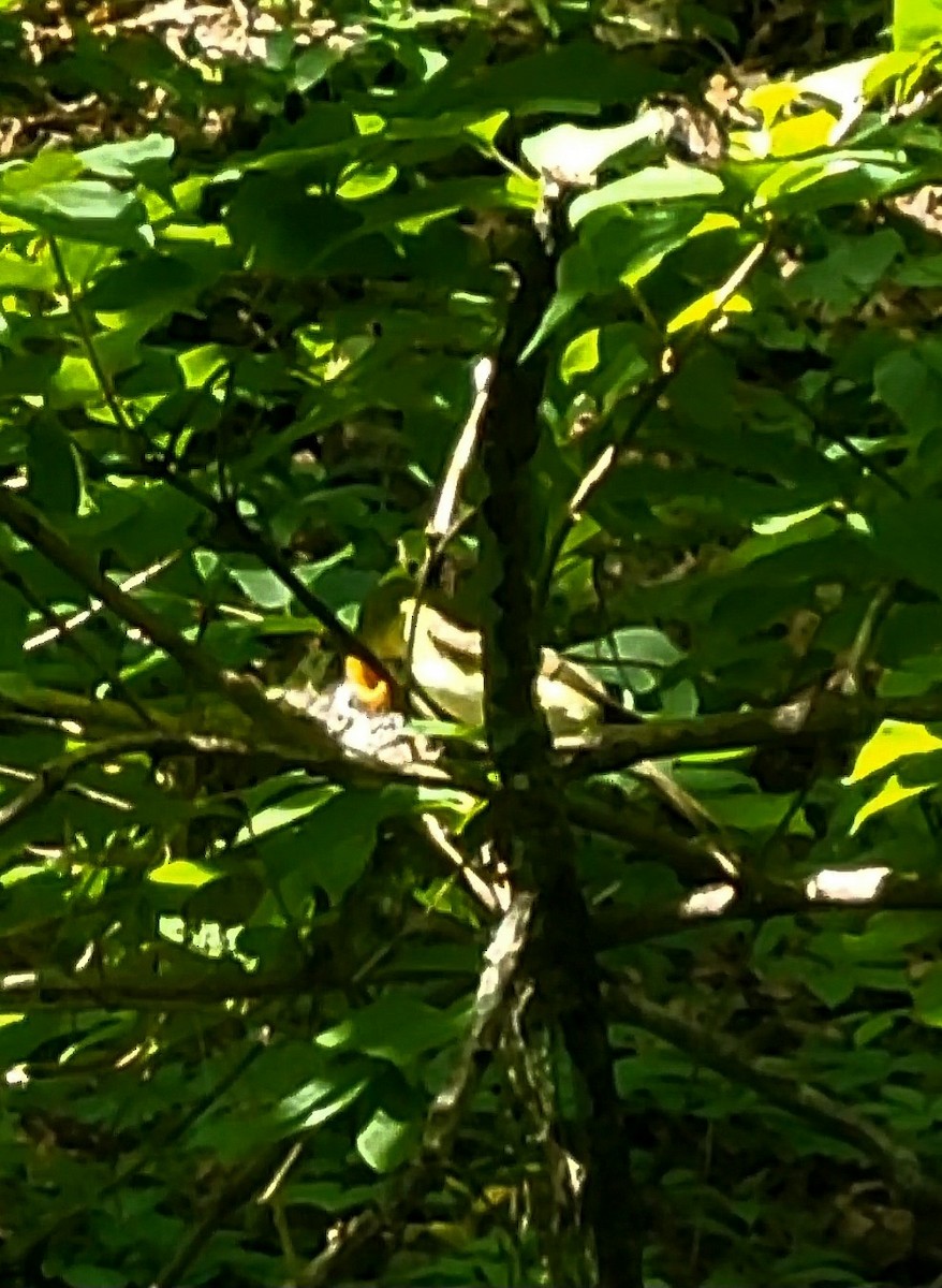 Acadian Flycatcher - ML632310217