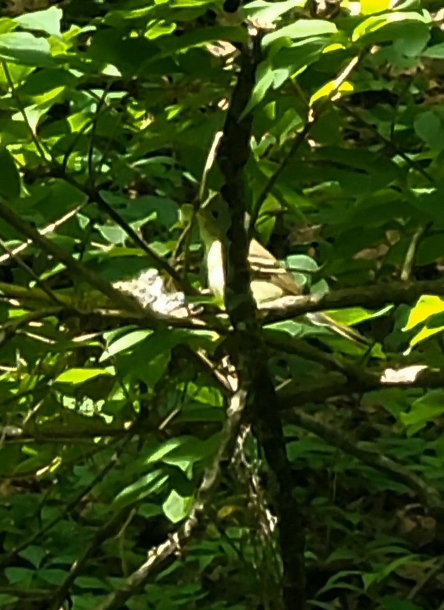 Acadian Flycatcher - ML632310218