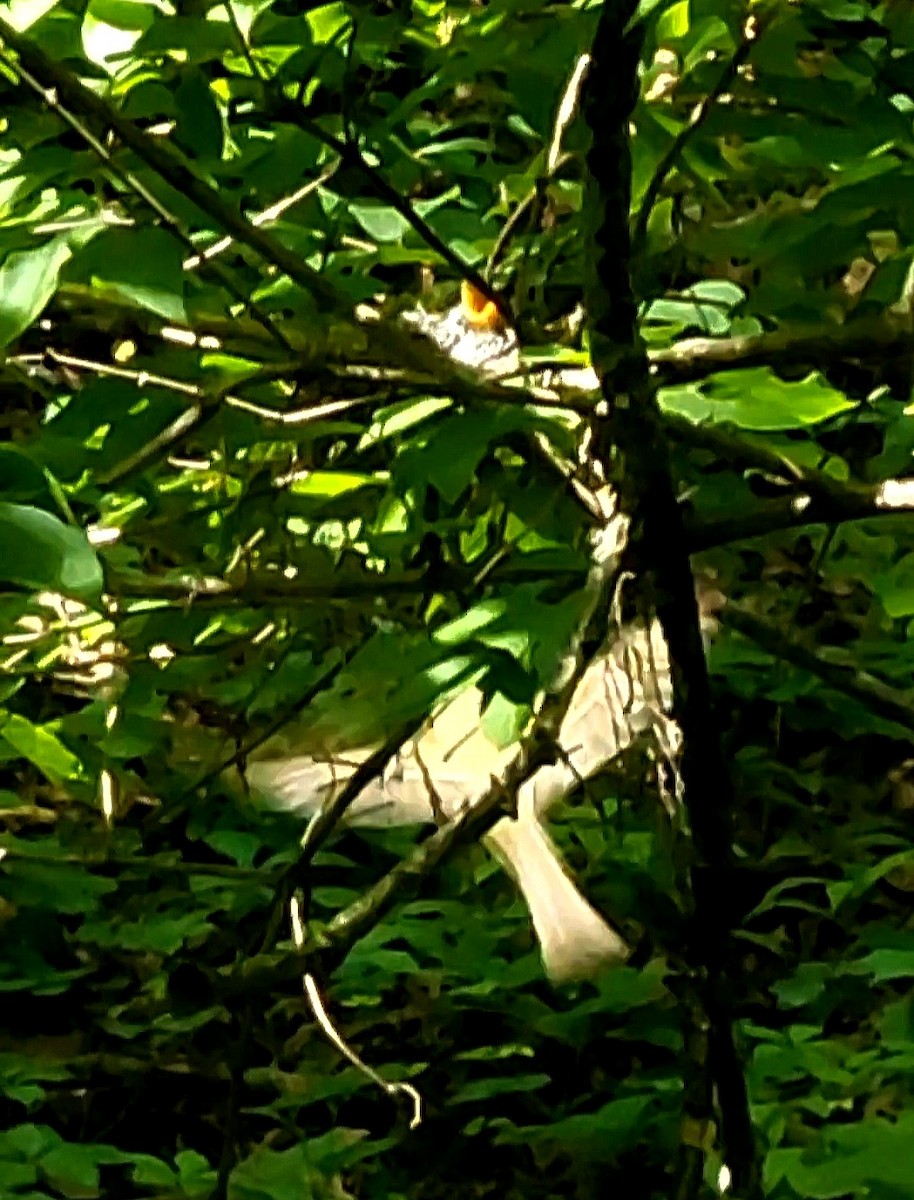 Acadian Flycatcher - ML632310219
