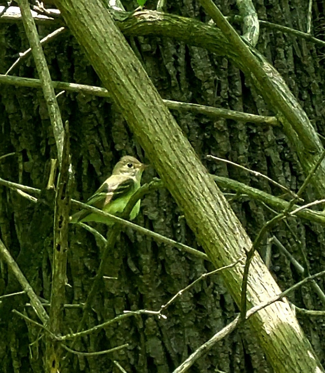 Acadian Flycatcher - ML632310220