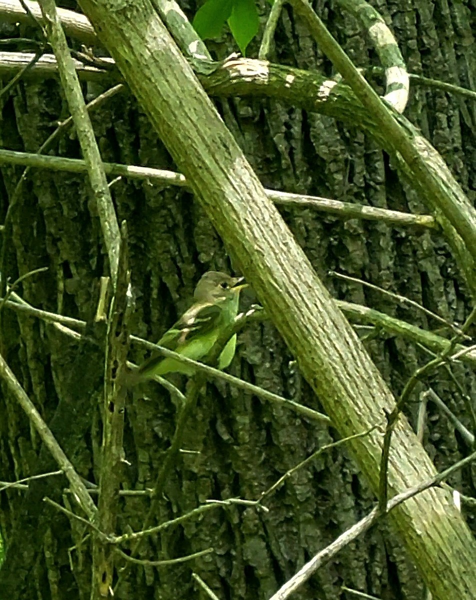 Acadian Flycatcher - ML632310221