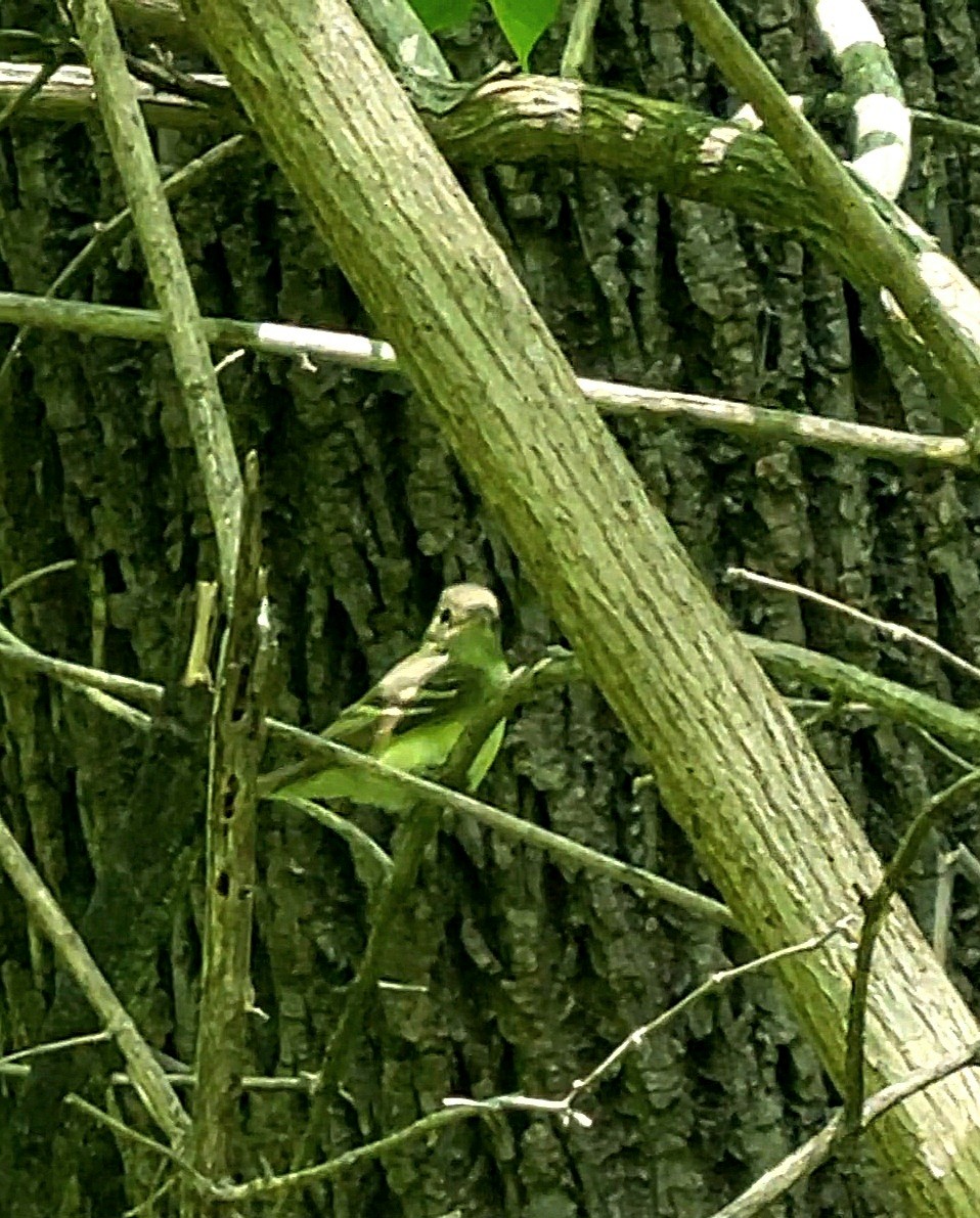 Acadian Flycatcher - ML632310222
