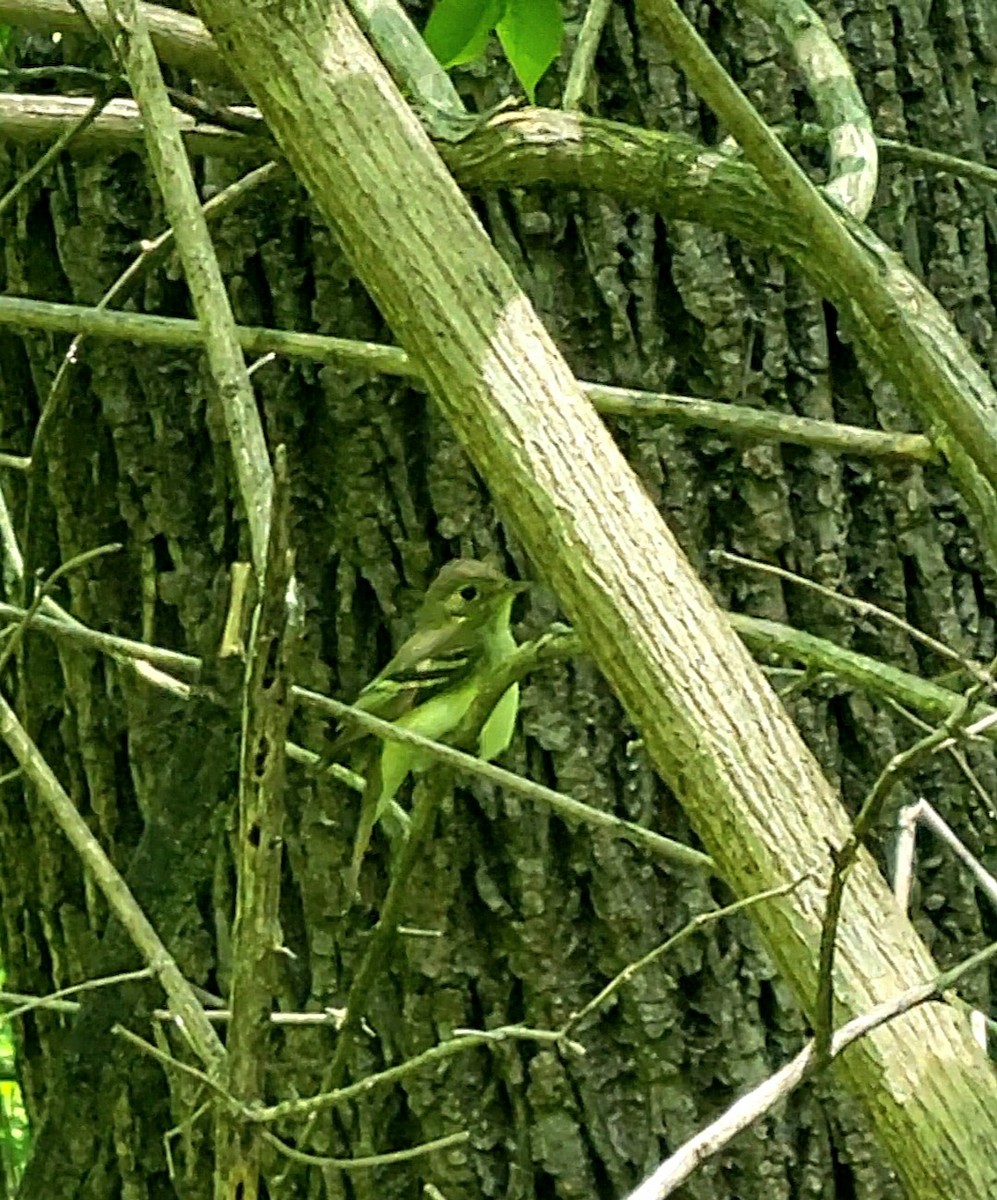 Acadian Flycatcher - ML632310224