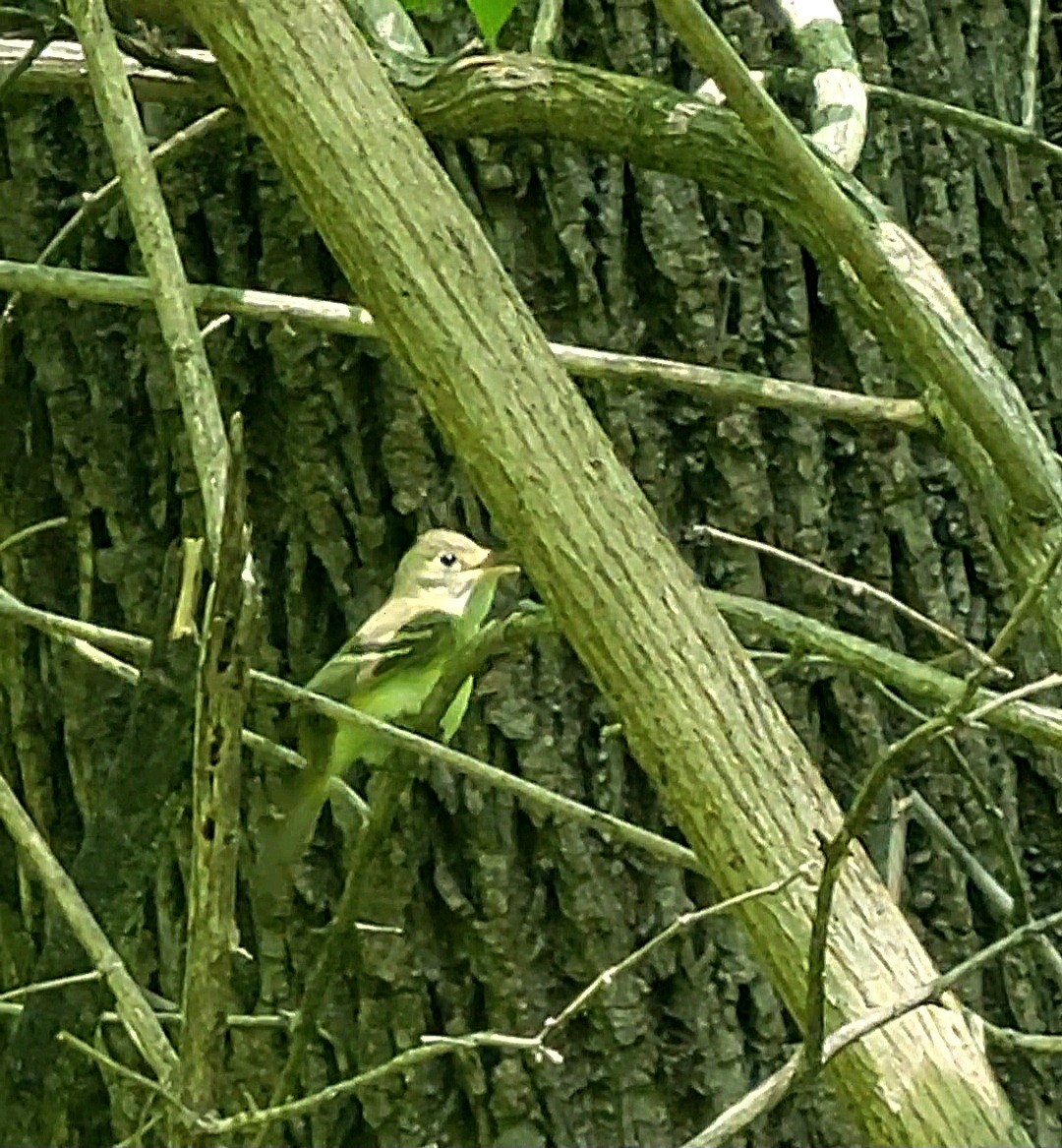 Acadian Flycatcher - ML632310225