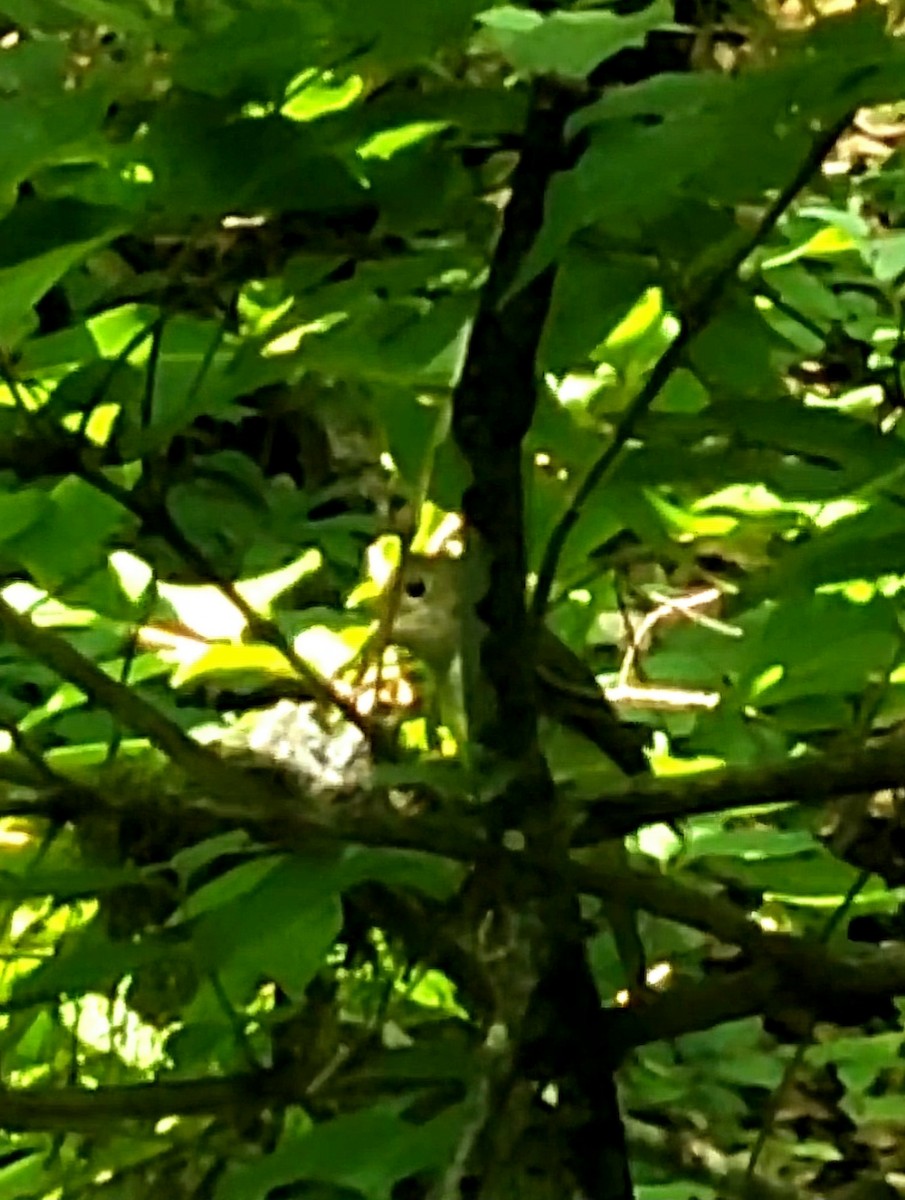 Acadian Flycatcher - ML632310237