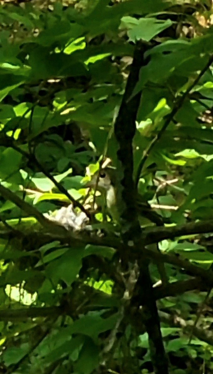 Acadian Flycatcher - ML632310242