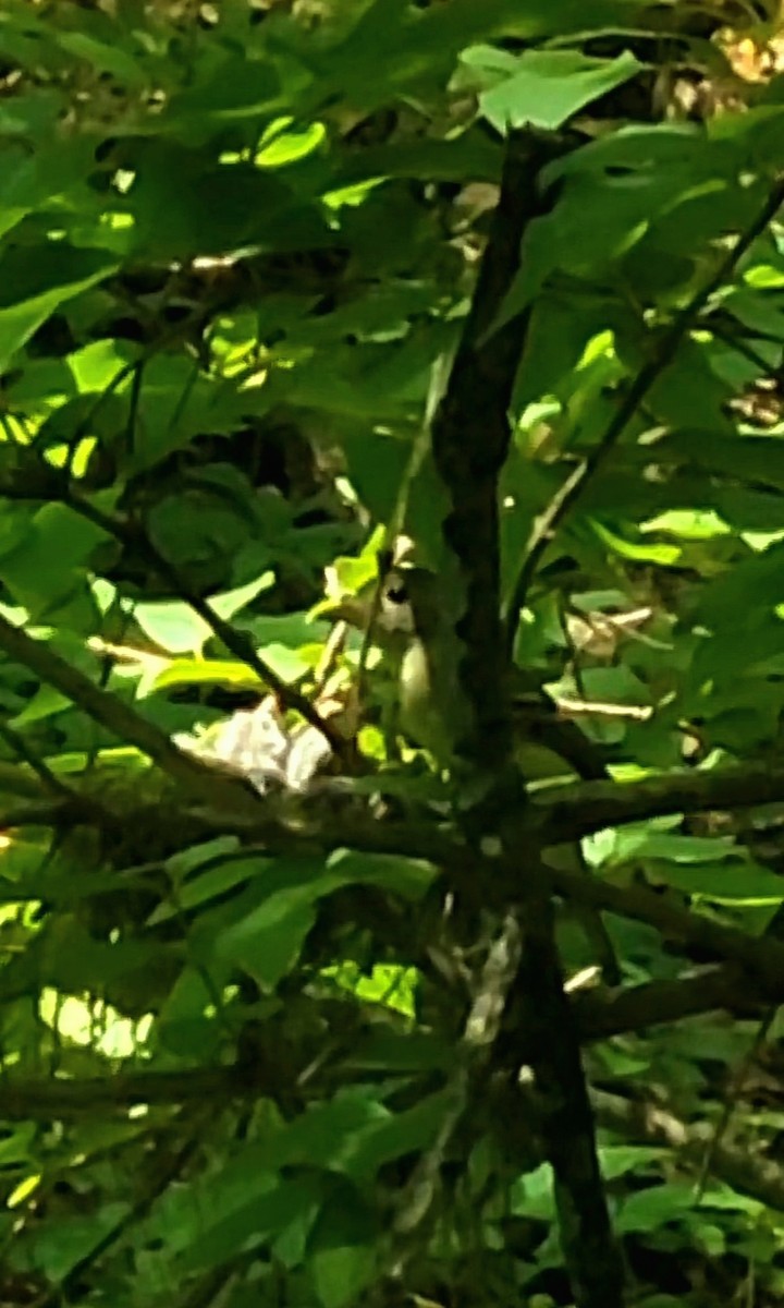 Acadian Flycatcher - ML632310245