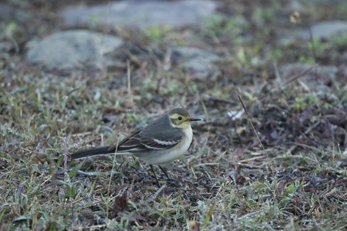 Citrine Wagtail - ML632310260