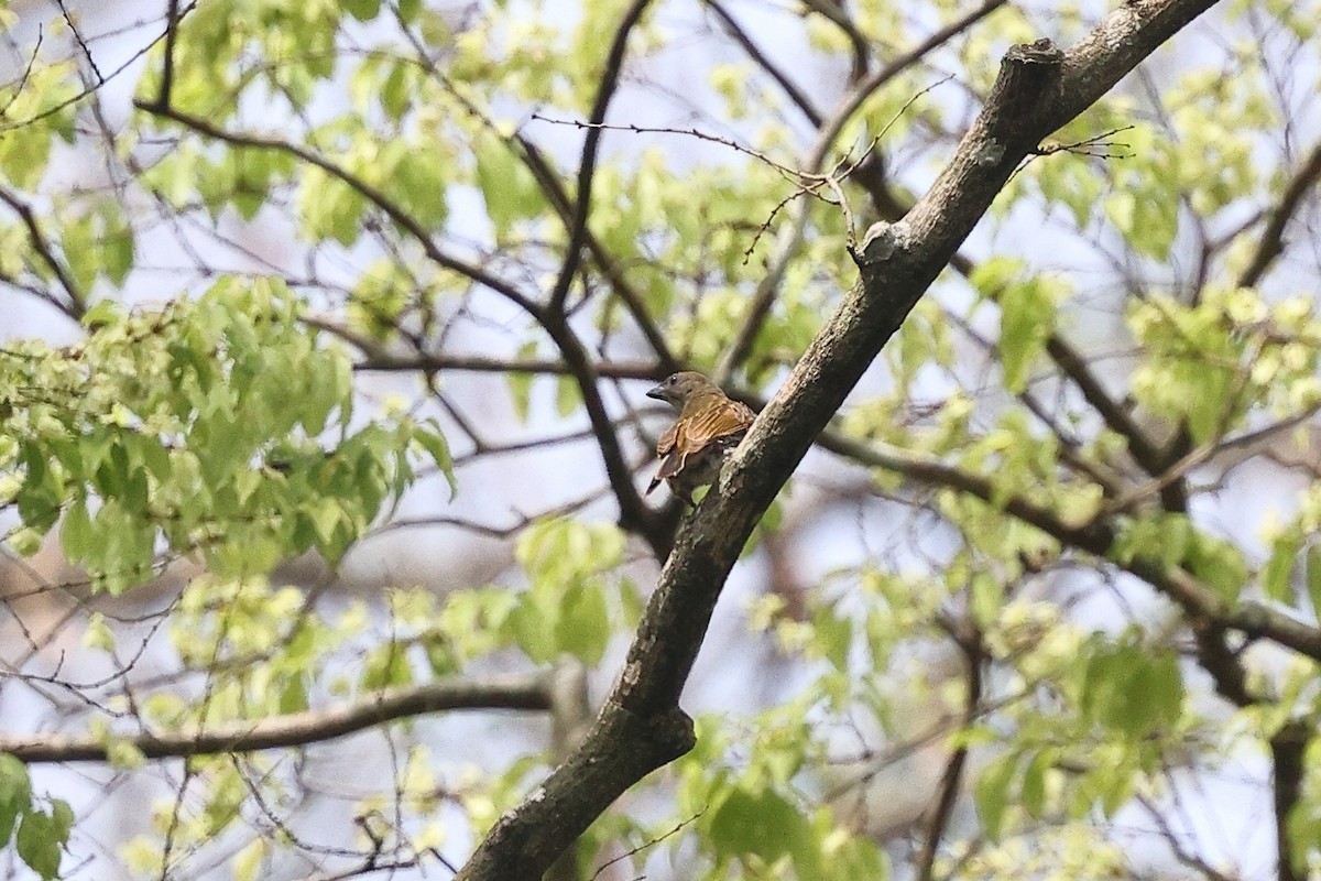 Least Honeyguide - ML632310302