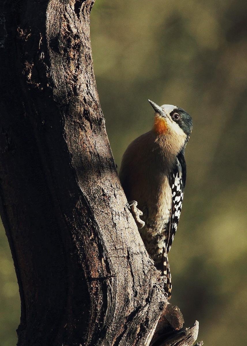 White-fronted Woodpecker - ML632310745
