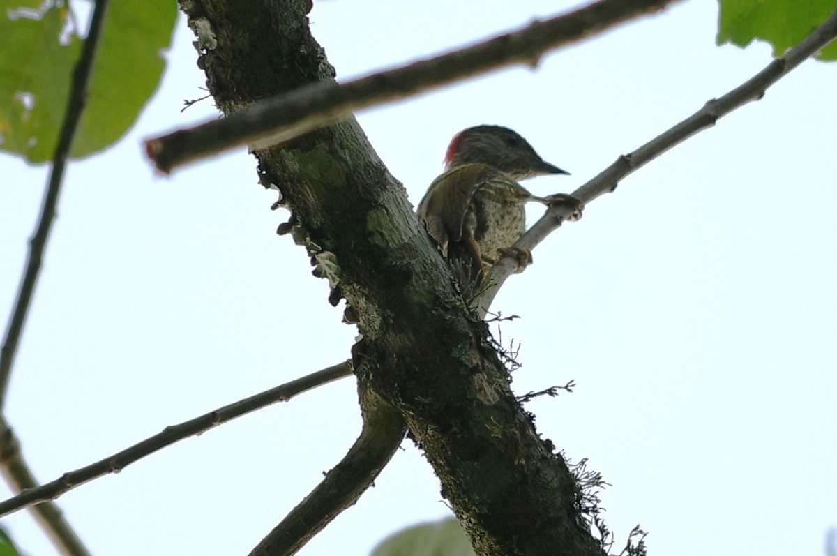 Buff-spotted Woodpecker - ML632310747