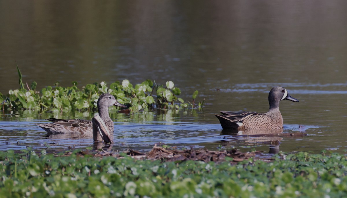 Blue-winged Teal - ML632310764