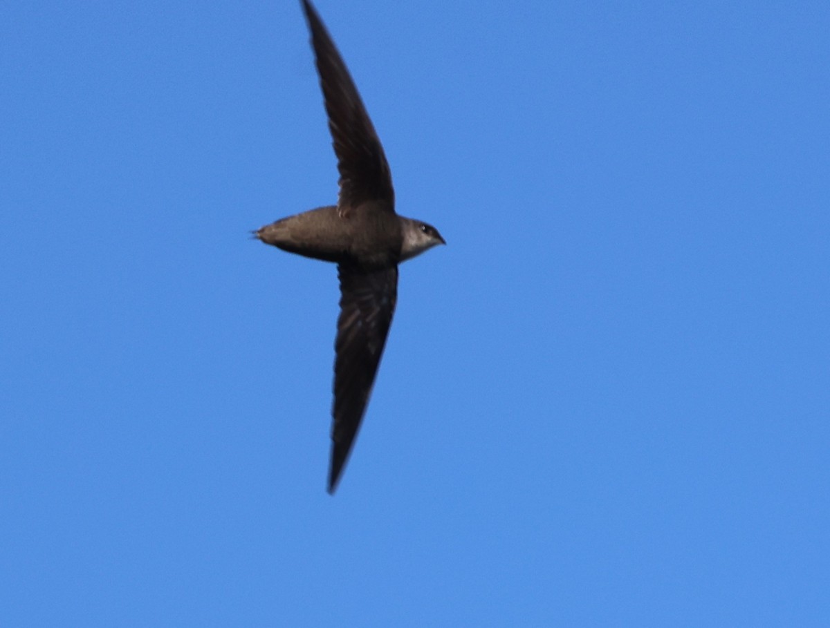 Chimney Swift - ML632310774