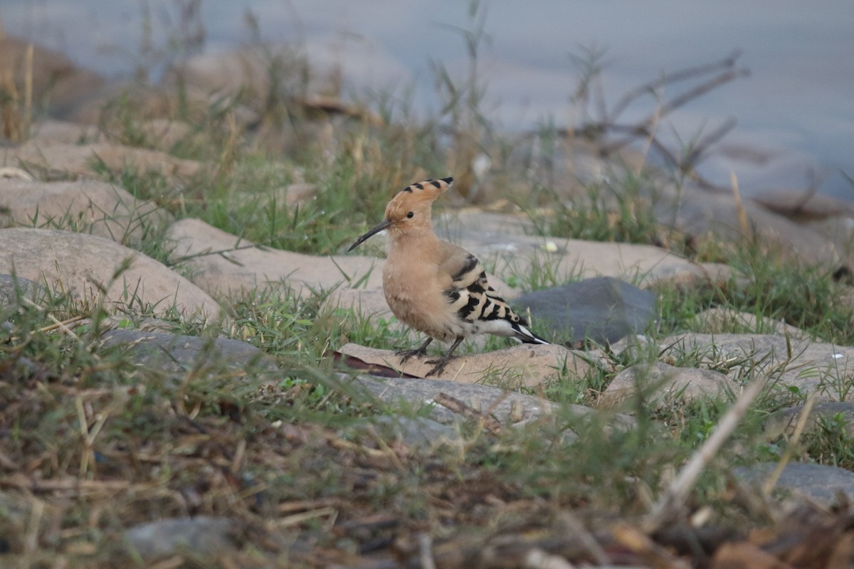 Eurasian Hoopoe - ML632310775