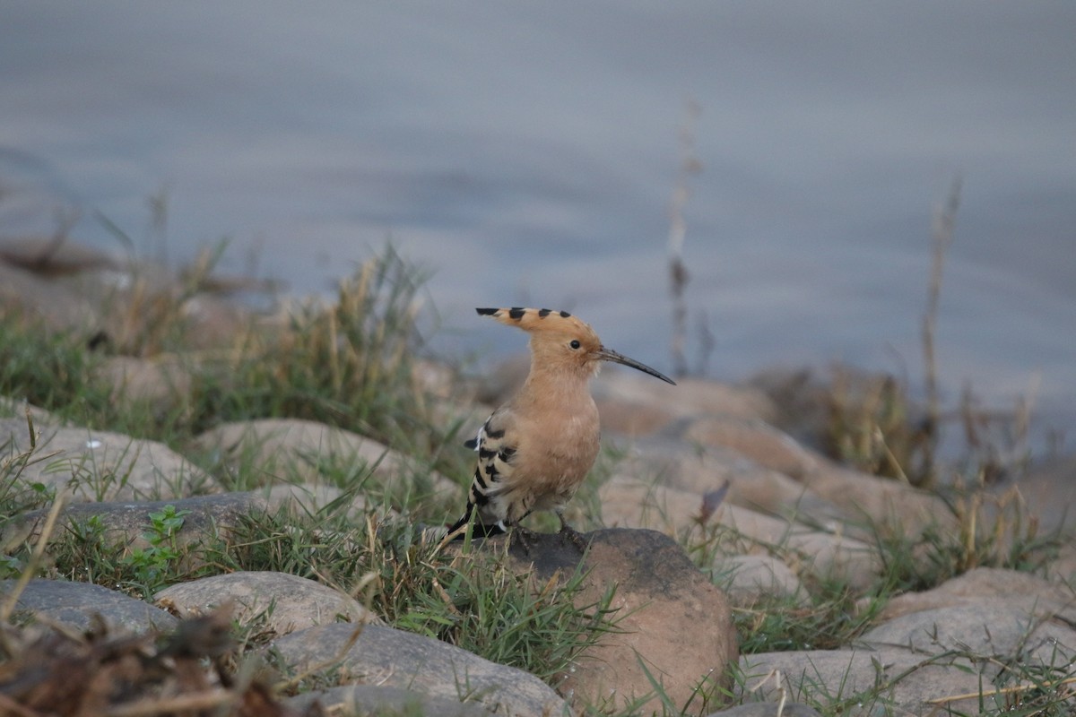 Eurasian Hoopoe - ML632310776