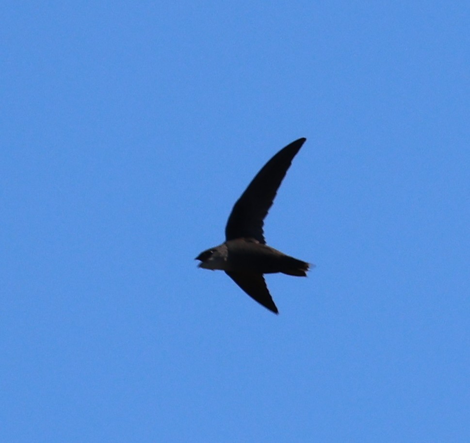 Chimney Swift - ML632310788