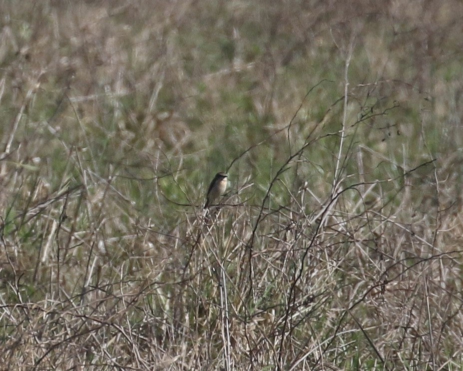 Amur Stonechat - ML632310800