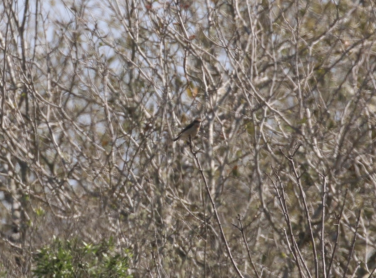 Amur Stonechat - ML632310801