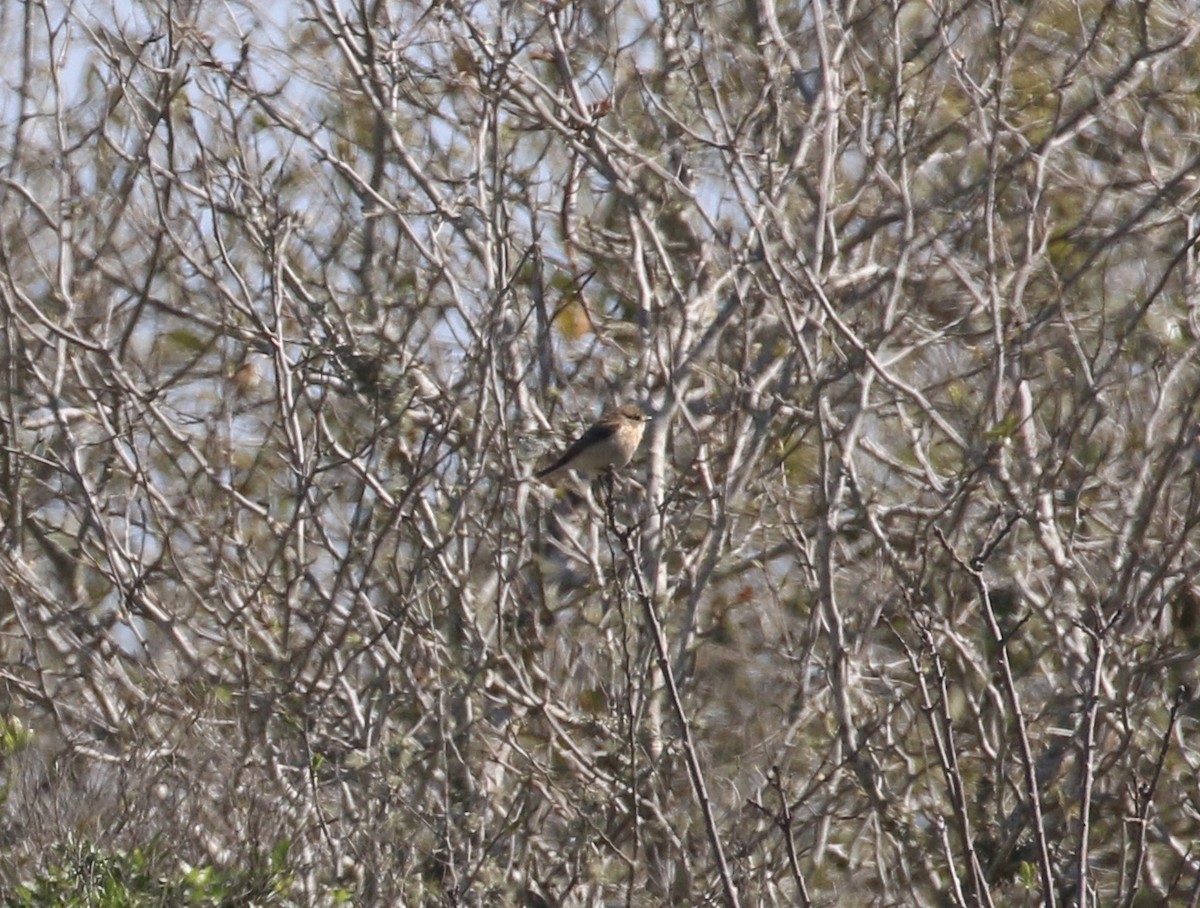 Amur Stonechat - ML632310802