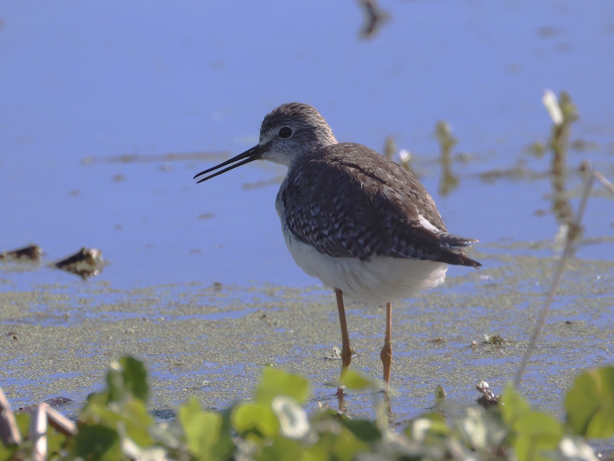Lesser Yellowlegs - ML632310828