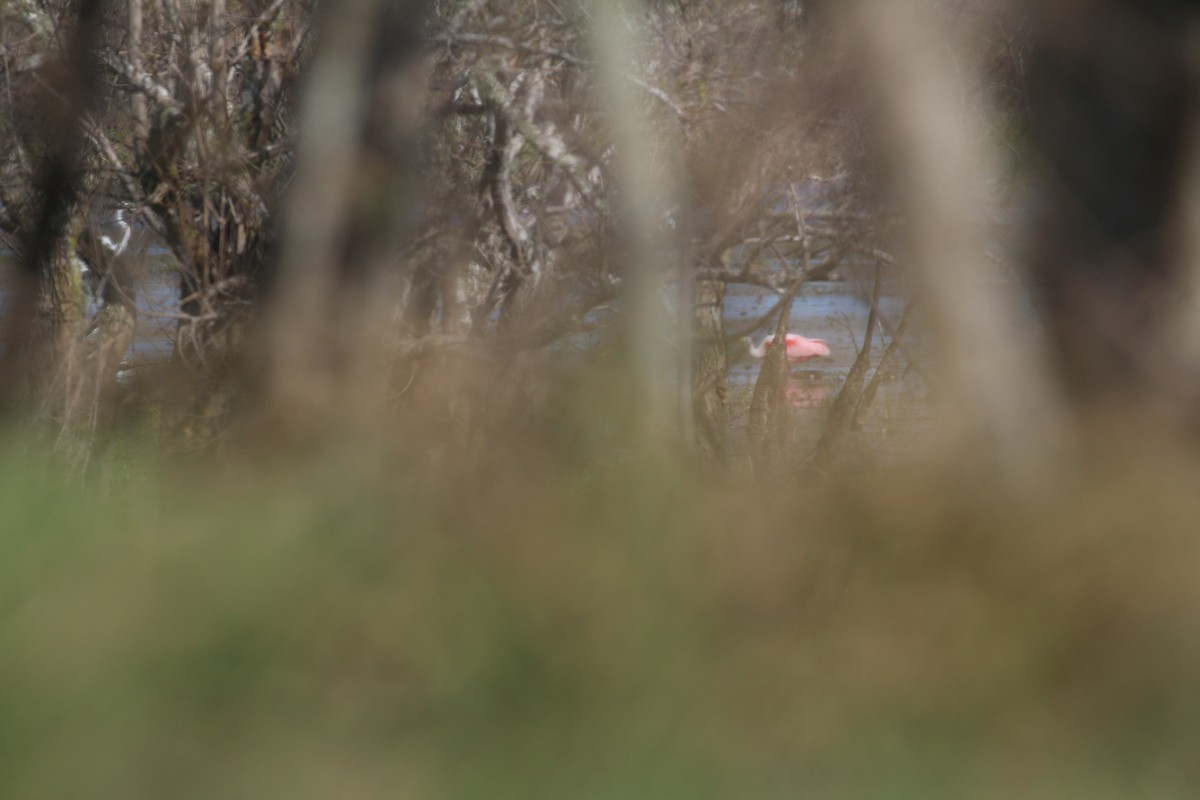 Roseate Spoonbill - ML632310831