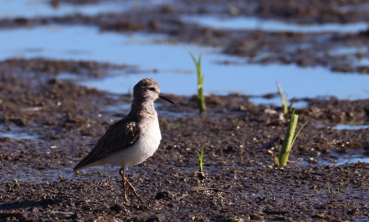 Least Sandpiper - ML632310841