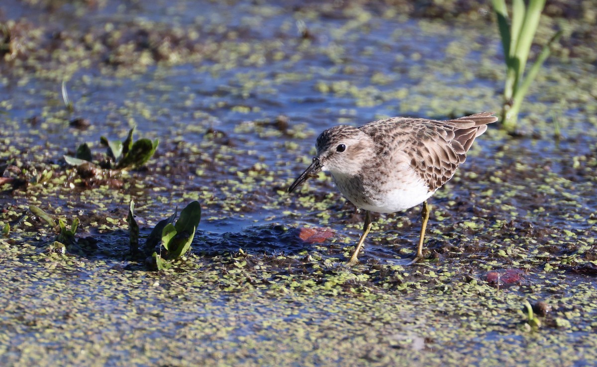 Least Sandpiper - ML632310849