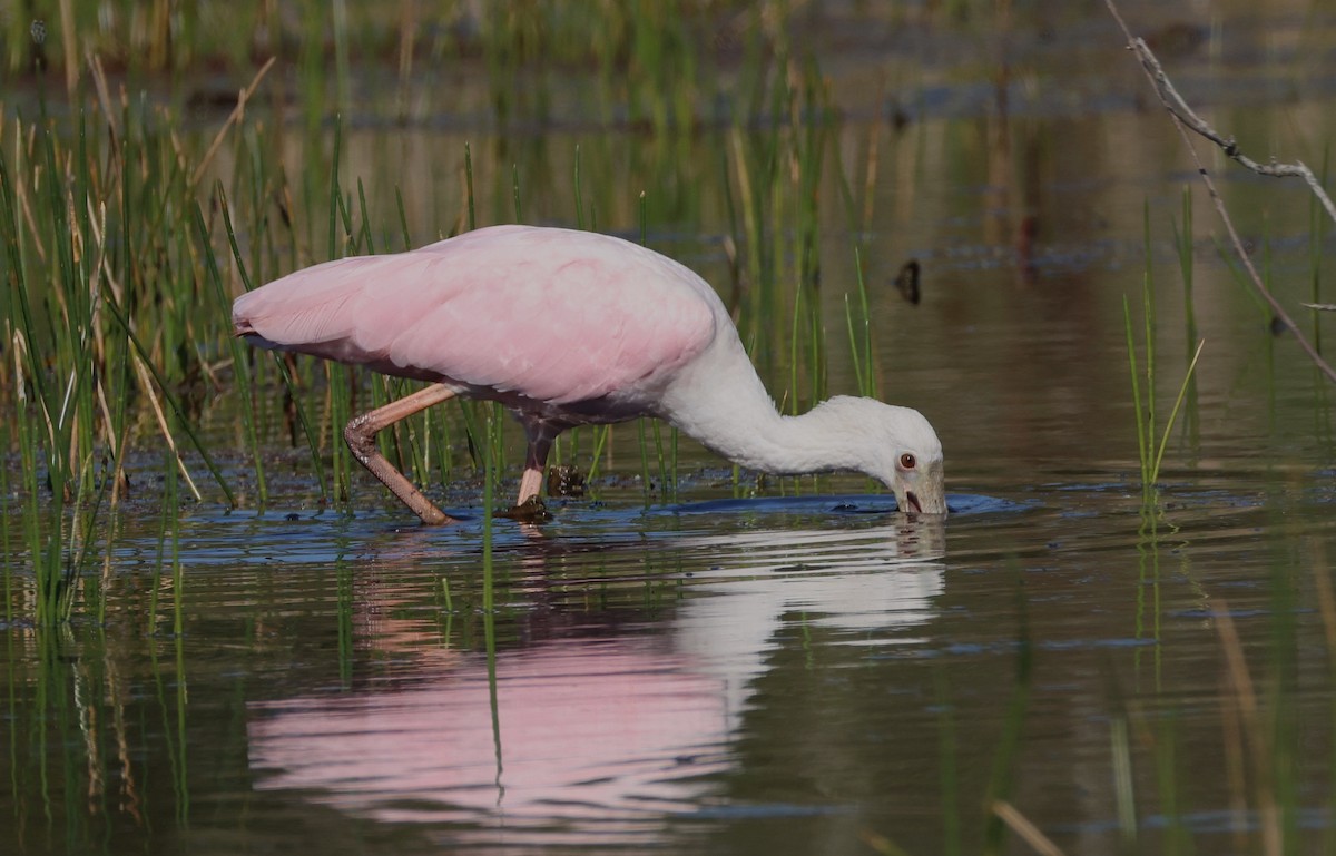Roseate Spoonbill - ML632310862