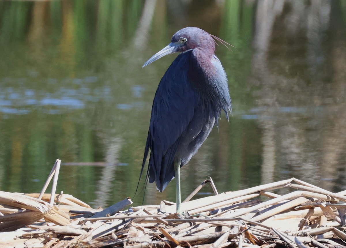 Little Blue Heron - ML632310877