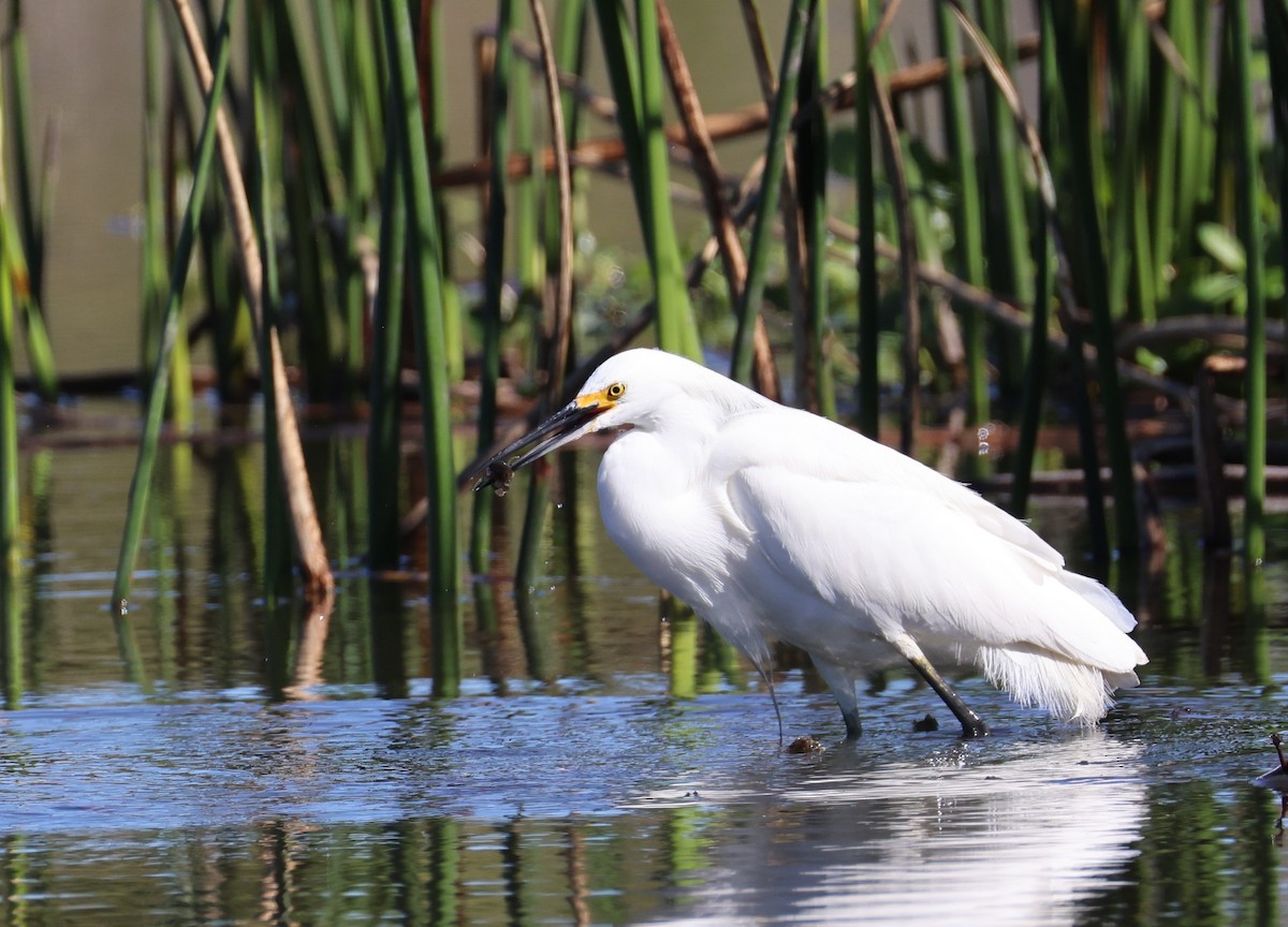 Snowy Egret - ML632310886