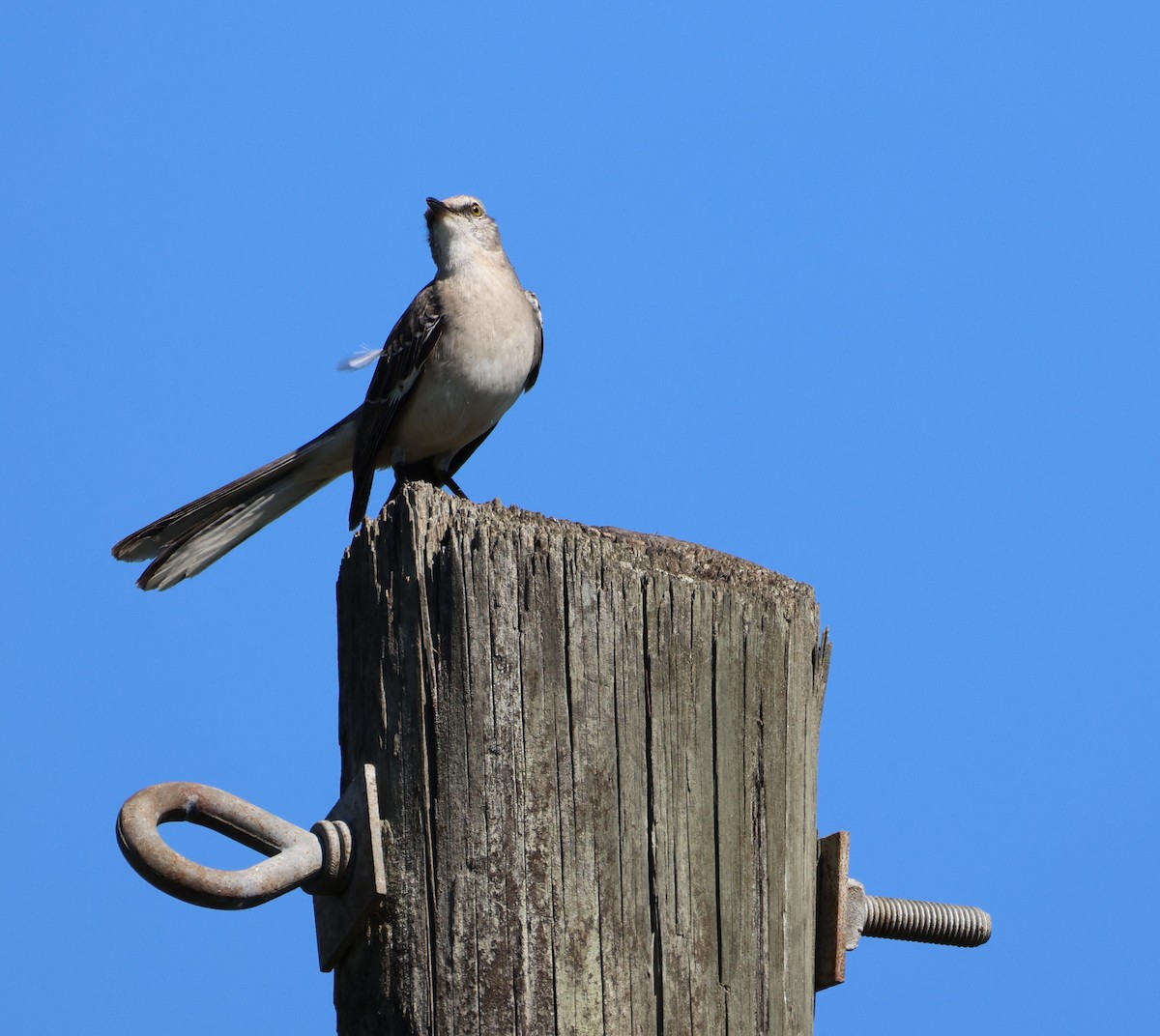 Northern Mockingbird - ML632310905