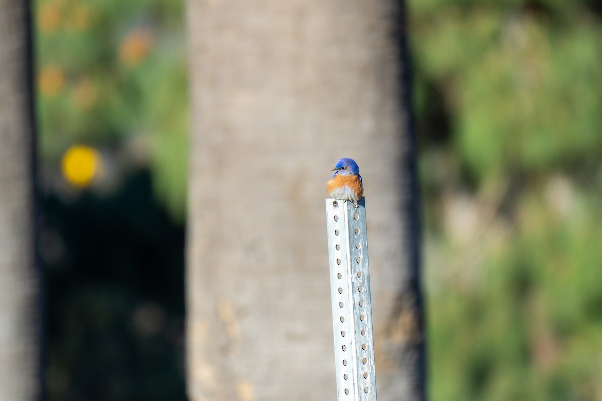 Western Bluebird - ML632310911