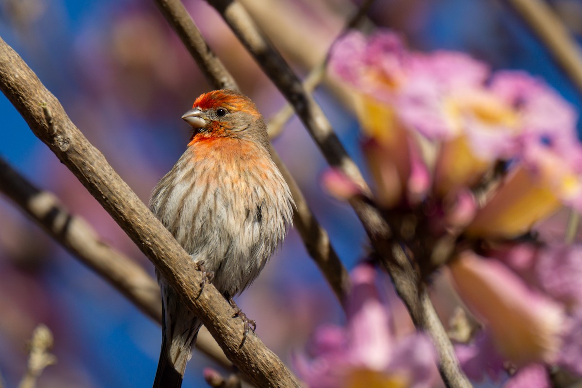 House Finch - ML632310920
