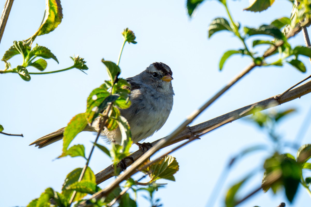 White-crowned Sparrow - ML632310927