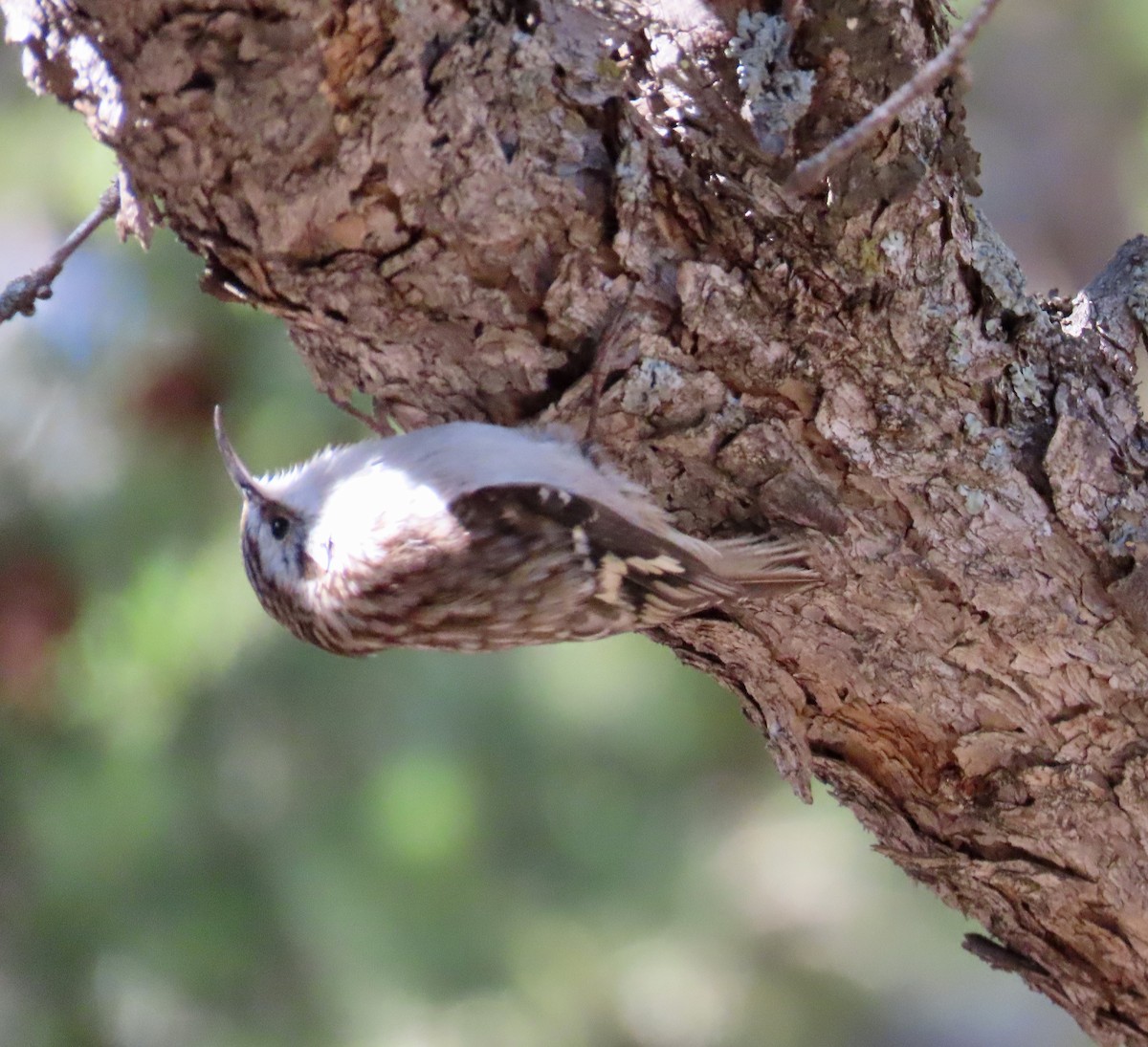 Brown Creeper - ML632310933