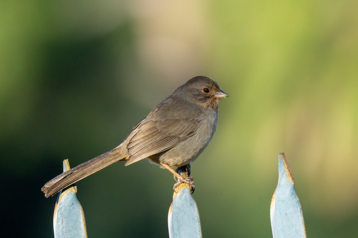 California Towhee - ML632310934