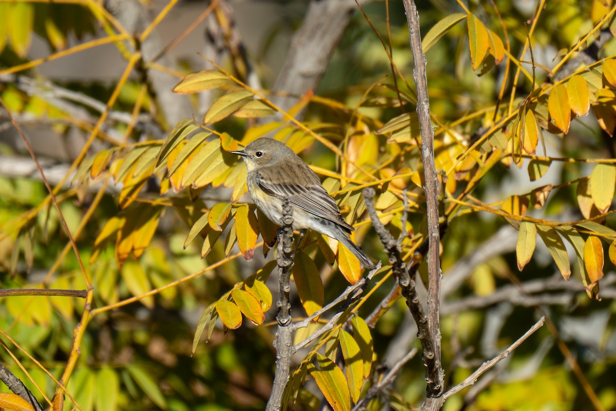 Yellow-rumped Warbler - ML632310940