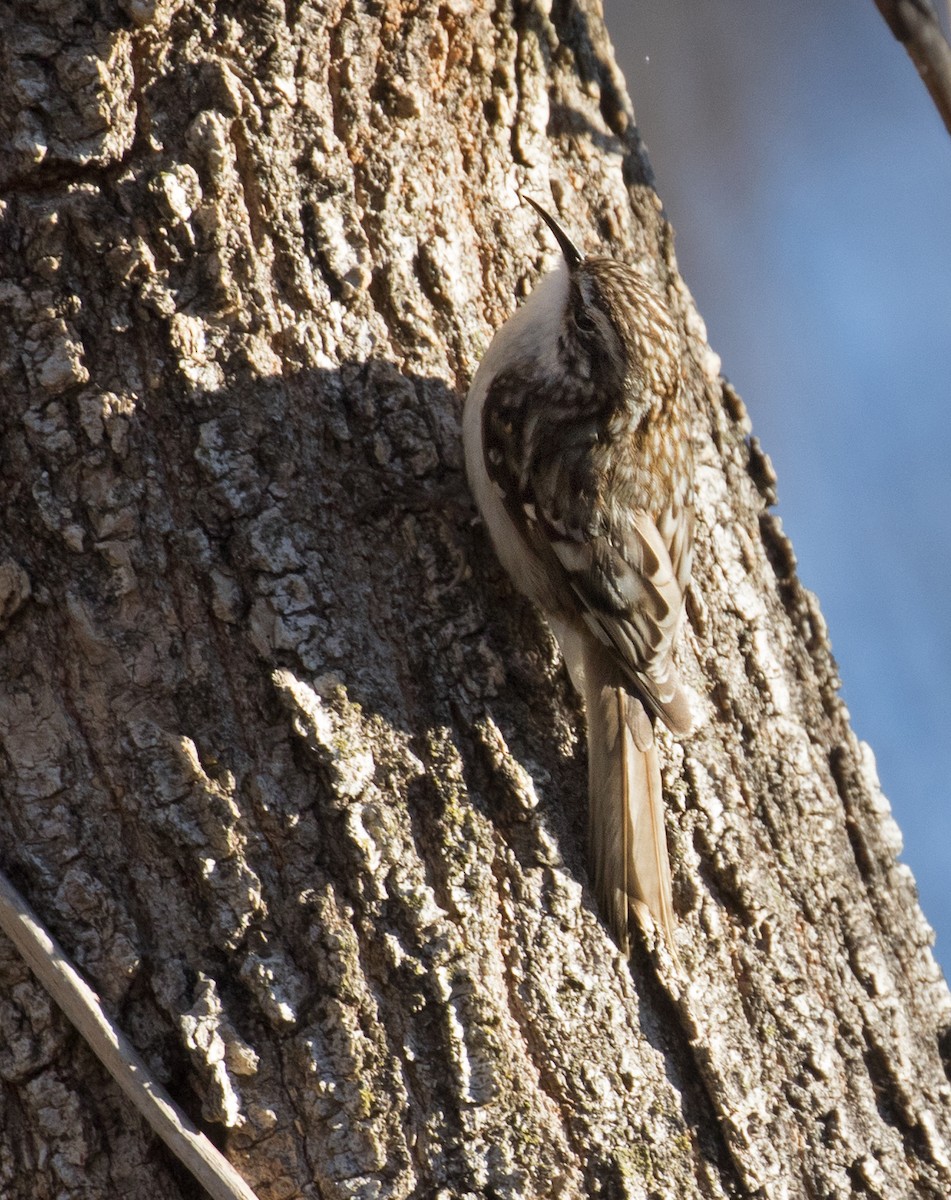 Brown Creeper - ML632311061