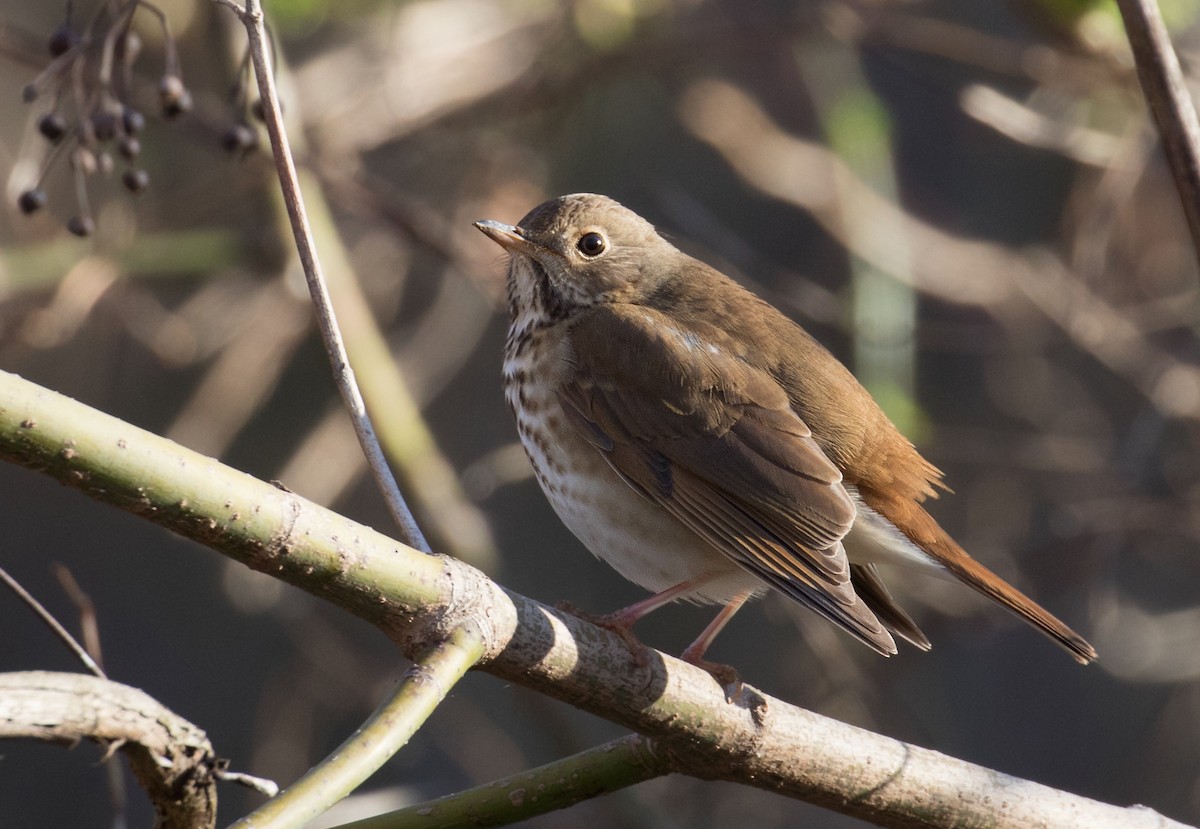 Hermit Thrush - ML632311072